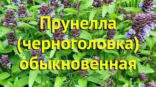 Прунелла обыкновенная. Краткий обзор, описание характеристик, где купить саженцы prunella vulgáris