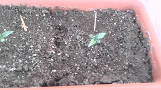 Mi 1¤ cultivo Marihuana autofloreciente