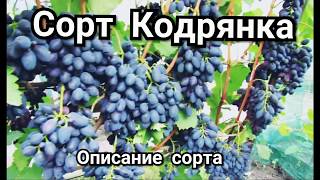Кодрянка виноград описание