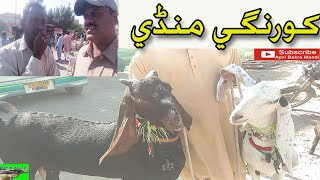 Korangi Bakra Mandi videos 2019 Livestock Market Karachi