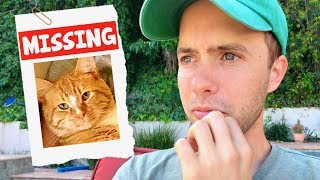 My Cat Is Missing