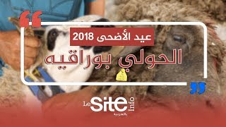 روبرتاج - رغم المراقبة.. الشناقة يزورون طانكة الحولي