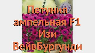 Петуния ампельная Изи Вейв Бургунди Велюр ? обзор: как сажать, семена петунии