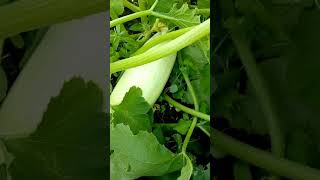 Кабачок желтоплодный, цукини и белый медведь - снимаем урожай