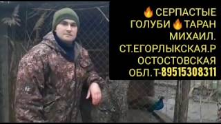 // ГОЛУБИ // СЕРПАСТЫЕ ?ТАРАН МИХАИЛ // Т-89381484101 // СТ. ЕГОРЛЫКСКАЯ РОСТОВСКАЯ ОБЛ ?7.02.20.