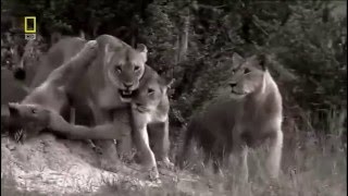 Vahşi Aslanlar Afrika Full Hd Belgesel