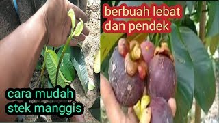 Berbagi tips cara mudah stek pohon manggis berbuah pendek dan lebat