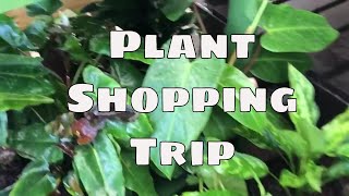 Home Depot Plant Shopping / Big Box / Philodendron Burle Marx  Succulents House plants Tropicals
