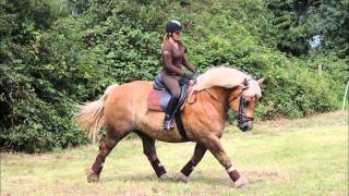 Mein Pferd- Moritz