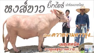 หงส์ขาว แห่งบิ๊กไอซ์ ฟาร์มควายไทย