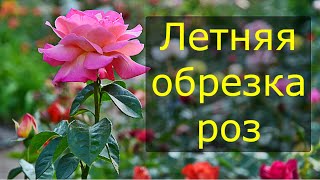 Обрезка роз летом | Летняя обрезка роз после цветения