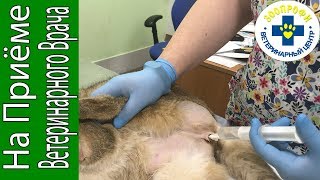 ПРОМЫВАНИЕ КАТЕТЕРА УСТАНОВЛЕННОГО В СВЯЗИ С МОЧЕКАМЕННОЙ БОЛЕЗНЬЮ У КОТИКА