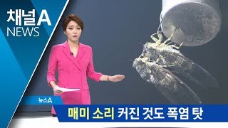 “제발 잠 좀 자자”…매미 소리 커진 것도 폭염 탓