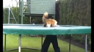 Кошка играется на батуте