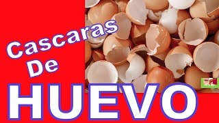 No volverás a tirar una cáscara de HUEVO ~  Para que sirven las Cascaras de Huevo ?