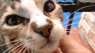 猫と一緒にお散歩　可愛い子猫の姉妹猫と再会する ♯2