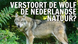 Verstoort de wolf de Nederlandse natuur? | De Buitendienst over de Wolf