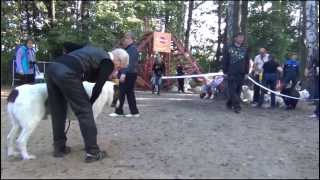 Выставка алабаев.СПб 07.09.2013. Рабочий - кобель.
