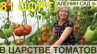 81 сорт томатов "живьем" сразу в одном видео! Экскурсия в теплицы коллекционера сортов томатов!