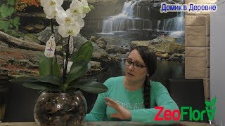 Закрытая система с цеофлорой! Внесение корректив  Посадка в круглый аквариум