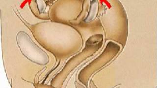 Anatomy Of The Female Vagina - Human Reproductive System Physiology Course