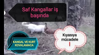Kurt ve Kangal Karşılaşması !!!