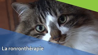 La ronronthérapie
