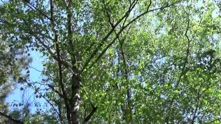 Скачать бесплатные футажи (береза)