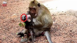 Why Brinn hits her baby Bree? Poor Baby tries best but mum lol Youlike Monkey