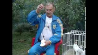 Определение пола у голубей