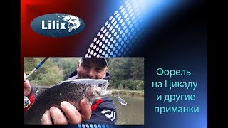 Форель на Цикаду и другие приманки