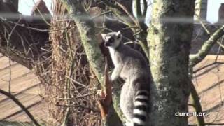 Leaping lemurs at Durrell