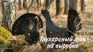 Глухариный ток на вырубке / Tetrao urogallus / Capercaillie (Eurasian Capercaillie)