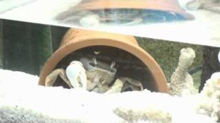 Cardisoma Armatum molting