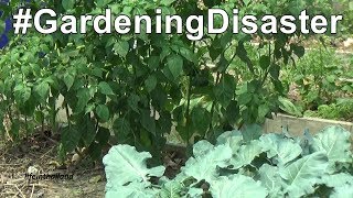 #GardeningDisaster, I have been tagged...