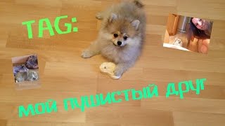 TAG:Мой Пушистый друг