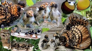 ПАВЛОВСКАЯ курочка-наседка с цыплятами PAVLOVSKaya hen with chicks