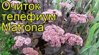 Очиток телефиум Матрона. Краткий обзор, описание характеристик sedum telephium Matrona