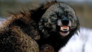 TOP 10 ANIMALES MÁS LETALES DE EUROPA