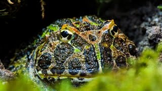 Haltung von Schmuckhornfröschen ( Ceratophrys ornata ) / Exotik Tv