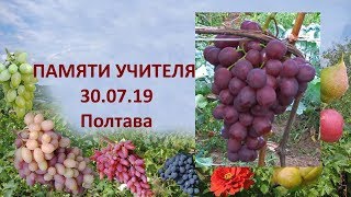 Виноград 2019  Виноград Памяти учителя  Отзыв о винограде