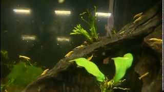 Креветка Сакура Оранжевая  (Orange Sakura Dwarf Shrimp / Caridina sp.)