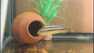 Выпуск мальков Melanochromis auratus