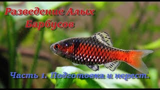 Разведение Алых Барбусов