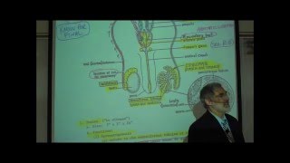 ANATOMY; MALE REPRODUCTIVE SYSTEM by Professor Fink
