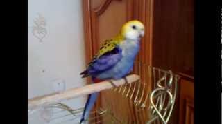 Бледноголовая розелла. Pale-headed rosella.
