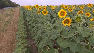 Я выехал на подсолнух! 23.06.2019
