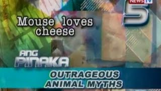 Ang Pinaka Outrageous Animal Myth no. 5: Mouse loves cheese?