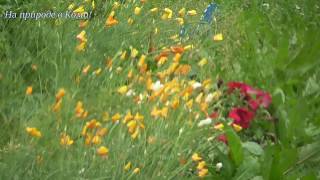 Погода 07.08.18 /Будни в деревне #67/