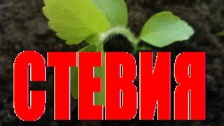СТЕВИЯ ЗАМЕНИТЕЛЬ САХАРА! Как вырастить стевию из семян? Как выращивать стевию в домашних условиях?